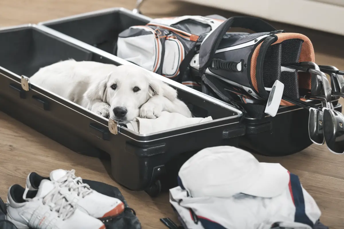 dog and golf clubs sitting in golf travel bag