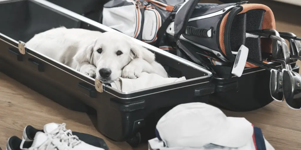 dog and golf clubs sitting in golf travel bag